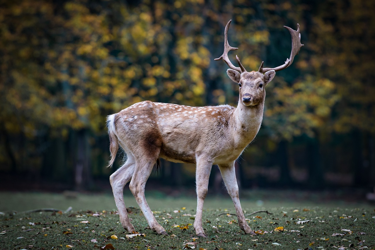 Deer in Abruzzo Saved, here's what's changing for the future