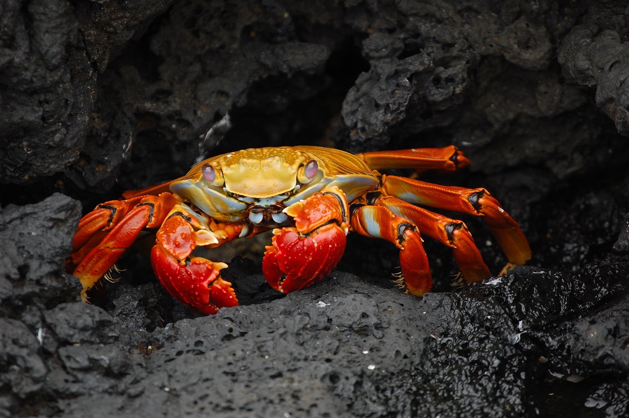 Snow Crab: Record Auction in Japan