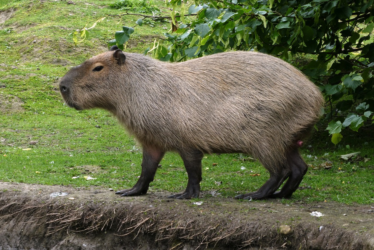 Meet Cinnamon: The Capybara Now a Children's Book Star