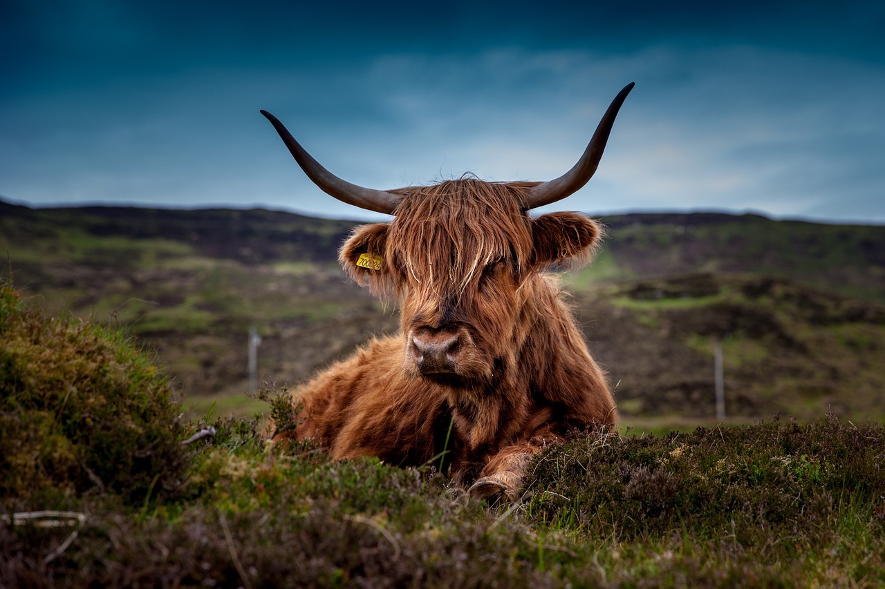 Storm Bert's Arrival: Essential Travel Warnings for Scotland