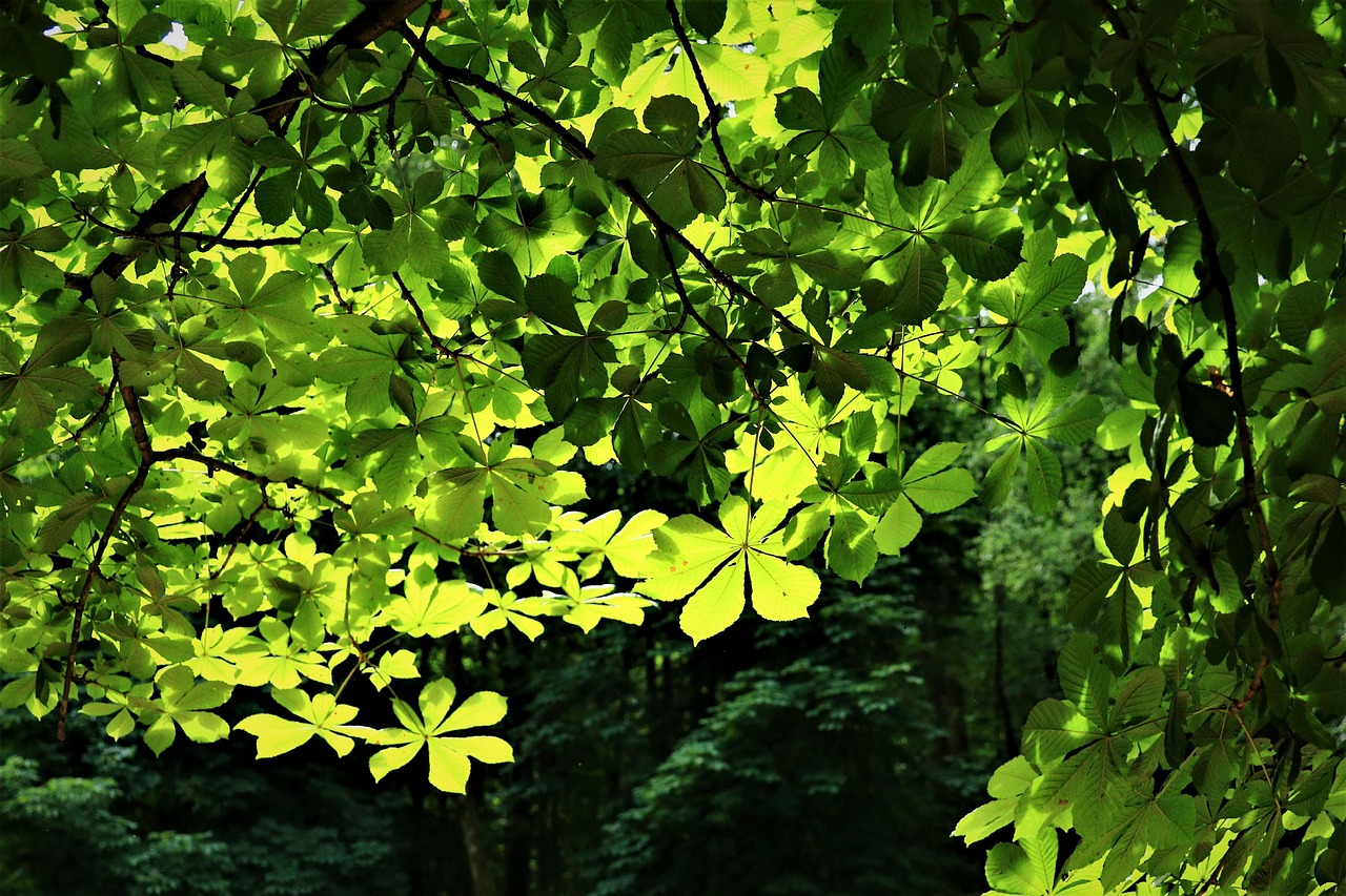 Tragic Canopy Collapse in Novi Sad Claims Eight Lives