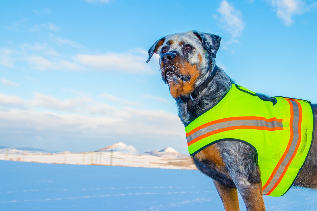 Trajik Köpek Saldırısı Genç Kızın Ölümü Güvenlik Endişelerine Yol Açtı